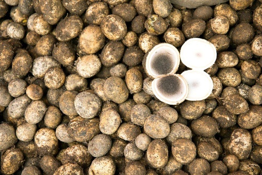 [6535622030-1] Puff Ball Mushrooms